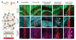 Biochemically functionalized probes for cell-type–specific targeting and recording in the brain