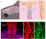 Laminin-coated electronic scaffolds with vascular topography for tracking and promoting the migration of brain cells after injury