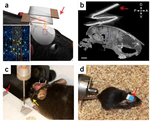 Stable long-term chronic brain mapping at the single-neuron level